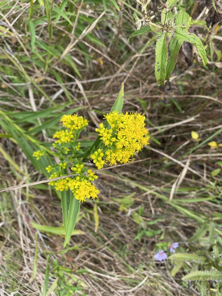 Riddell's goldenrod from Washington County, MO, USA on October 7, 2021 ...