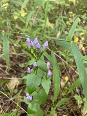 Gentianella quinquefolia