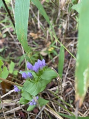 Gentianella quinquefolia