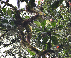Miconia latifolia