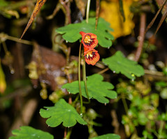 Tropaeolum tuberosum