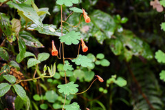 Tropaeolum tuberosum