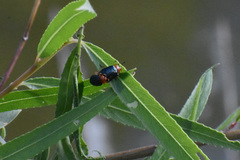 Plagiodera arizonae