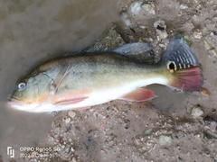 Cichla