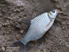 Barbonymus gonionotus