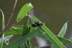 Plagiodera arizonae