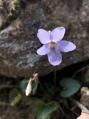 Viola grypoceras