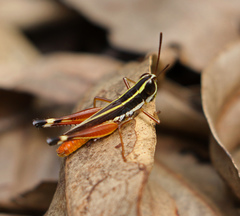 Macrotona mjobergi