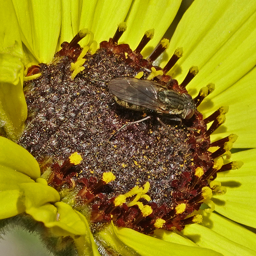 iNaturalist observation photo of Coenosiinae