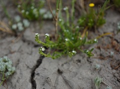 Plagiobothrys stipitatus