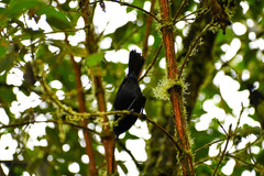 Diglossa lafresnayii