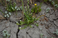 Plagiobothrys stipitatus