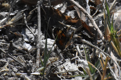 Phyciodes phaon phaon