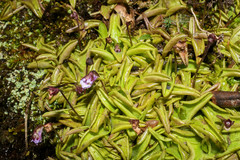 Pinguicula calyptrata