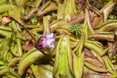 Pinguicula calyptrata