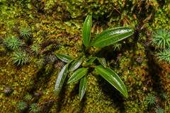 Pterichis