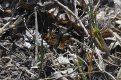 Phyciodes phaon phaon