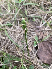 Spiranthes magnicamporum