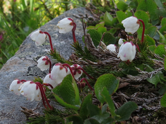 Harrimanella hypnoides