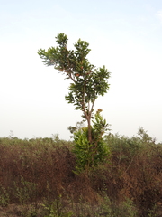 Lophira lanceolata image