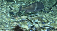 Cheilotrema saturnum