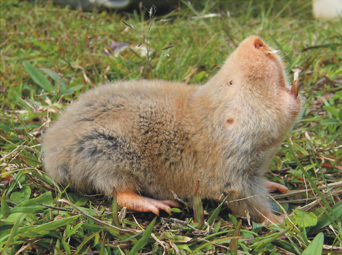 Silvery Mole-Rat