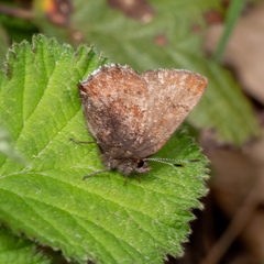 Callophrys mossii