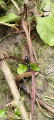 Myrmarachne japonica