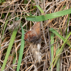 Callophrys mossii