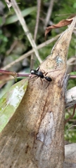 Myrmarachne japonica