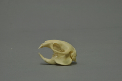 Silvery Mole-Rat photo 4
