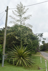 Furcraea selloana