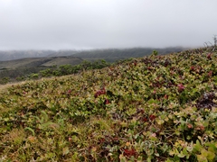 Arctostaphylos cruzensis