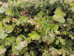 Arctostaphylos cruzensis