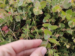 Arctostaphylos cruzensis