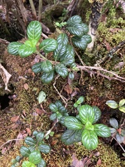 Geniostoma waialealae