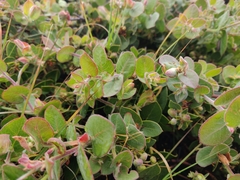 Arctostaphylos cruzensis