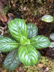Geniostoma waialealae