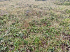 Arctostaphylos hookeri hearstiorum