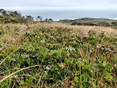 Arctostaphylos hookeri hearstiorum