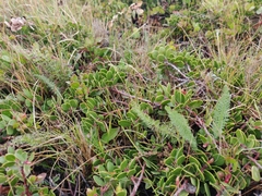 Arctostaphylos hookeri hearstiorum