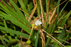 Libertia colombiana