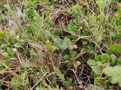 Arctostaphylos hookeri hearstiorum