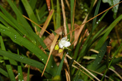 Libertia colombiana