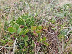 Arctostaphylos hookeri hearstiorum