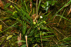Libertia colombiana