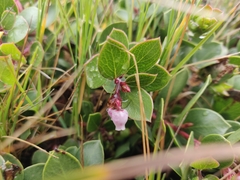 Arctostaphylos hookeri hearstiorum