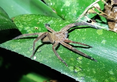 Phoneutria bahiensis