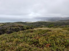 Arctostaphylos hookeri hearstiorum