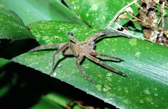 Phoneutria bahiensis